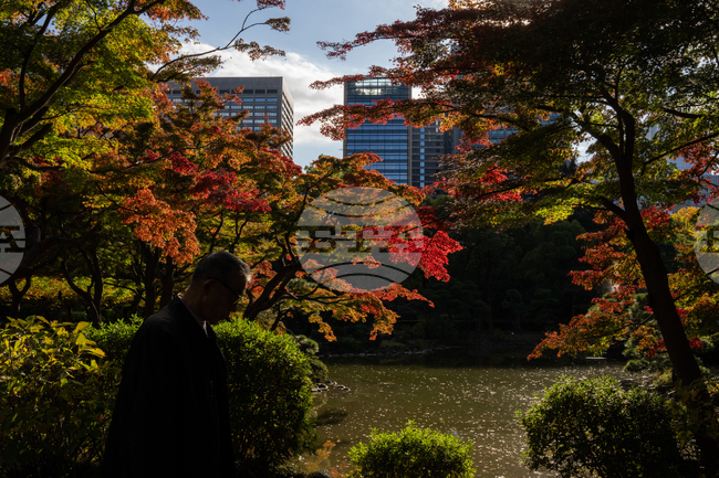 Japan Autumn