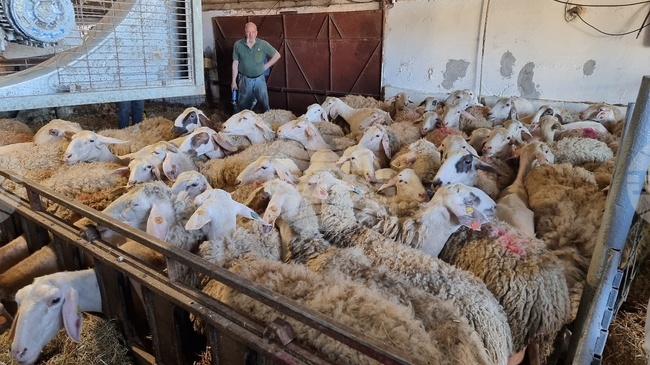 Две кражби на животни са станали в Монтанско за ден