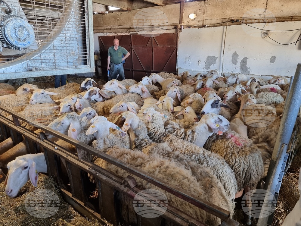 Две кражби на животни са станали в Монтанско за ден