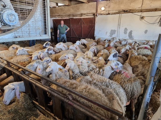 Две кражби на животни са станали в Монтанско за ден