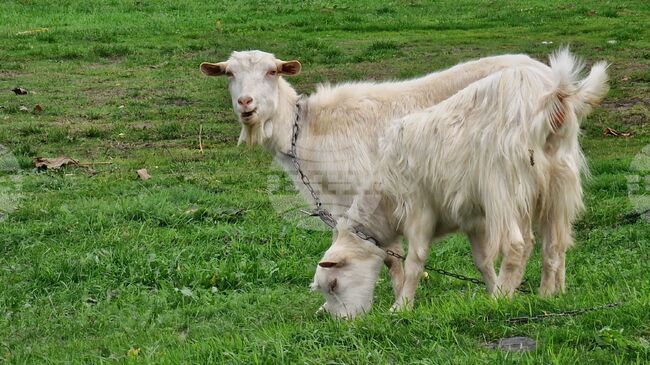 Нова вълна на шарка по овцете и козите е регистрирана в Гърция