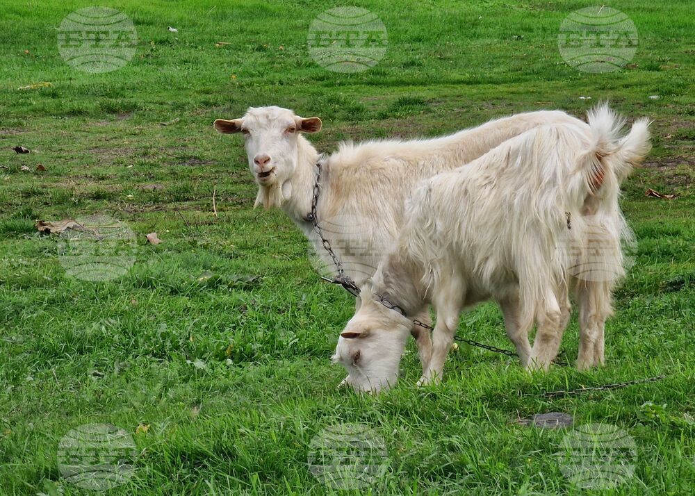 Нова вълна на шарка по овцете и козите е регистрирана в Гърция