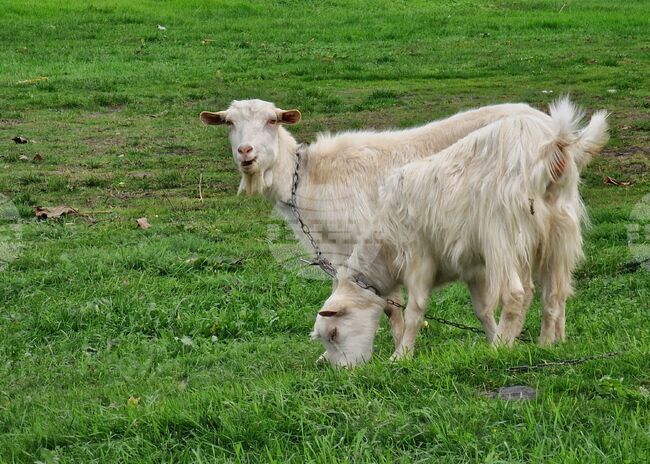 Нова вълна на шарка по овцете и козите е регистрирана в Гърция