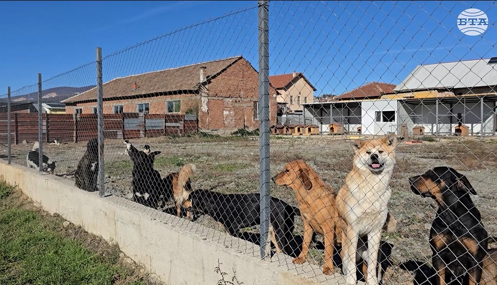 Доброволци в Панагюрище помагат на Общината за грижата за бездомни животни