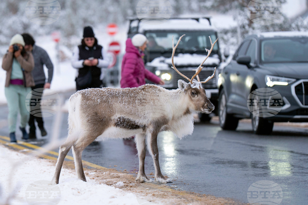 Елен беглец стана причина за мащабна издирвателна операция във Великобритания 