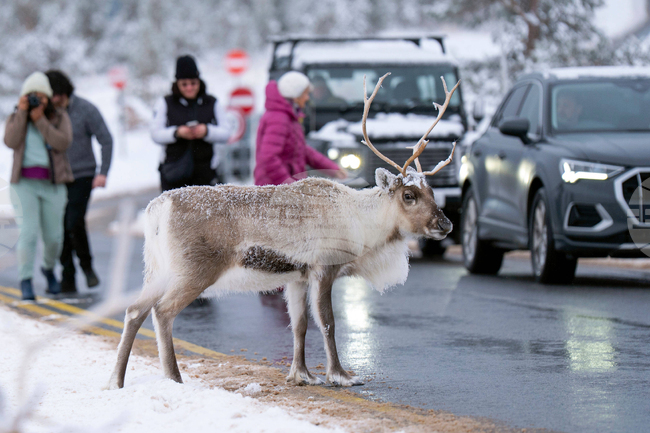 Елен беглец стана причина за мащабна издирвателна операция във Великобритания 