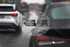 Philadelphia Daily Life