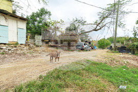 Humane World for Animals aids Jamaica communities post-Hurricane Melissa