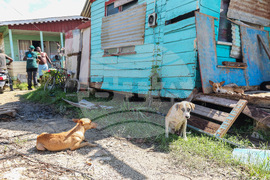 Humane World for Animals aids Jamaica communities post-Hurricane Melissa
