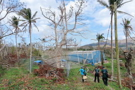 Humane World for Animals aids Jamaica communities post-Hurricane Melissa