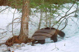 Trump-Threatened Species