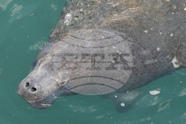 Trump-Threatened Species