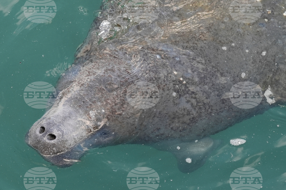 Trump-Threatened Species