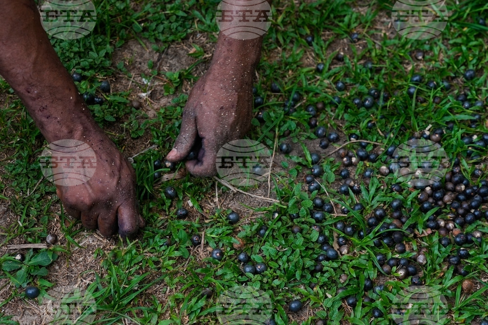 Climate COP30 Slave Descendants