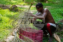 Climate COP30 Slave Descendants