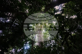 Climate COP30 Slave Descendants