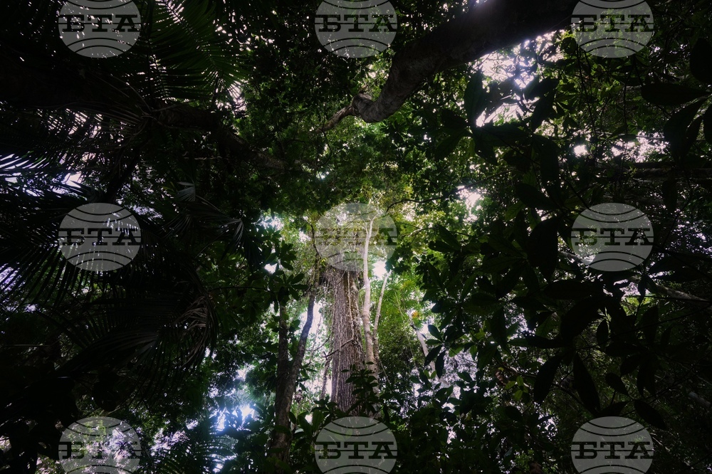 Climate COP30 Slave Descendants