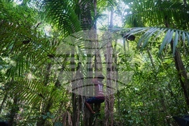 Climate COP30 Slave Descendants