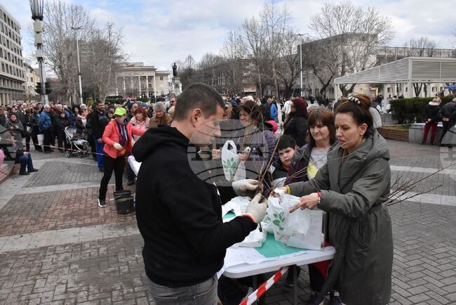 Хасково - дръвчета - инициатива