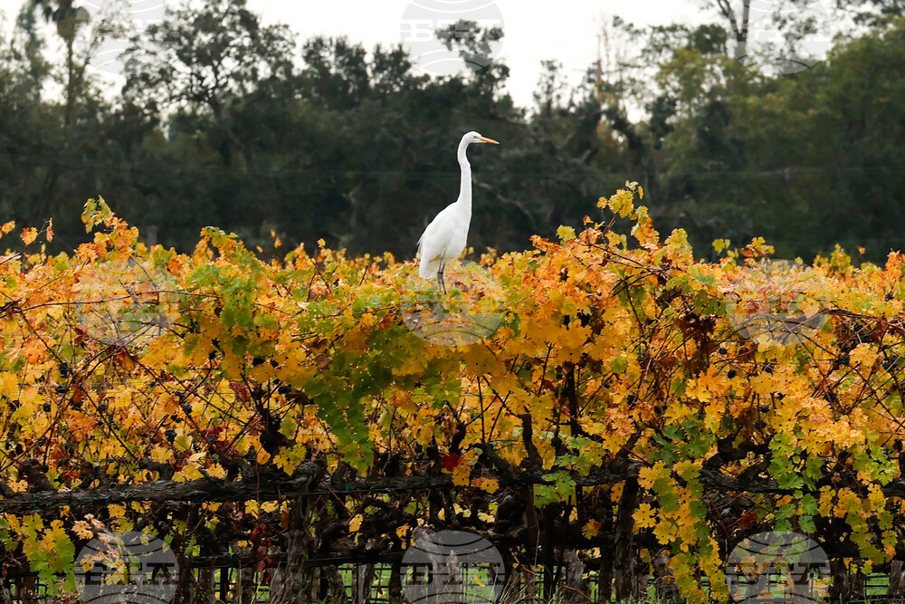 California Daily Life