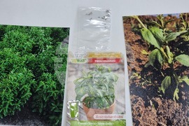 Кърджали - СУ „Йордан Йовков“ - разработката „Зелена революция“