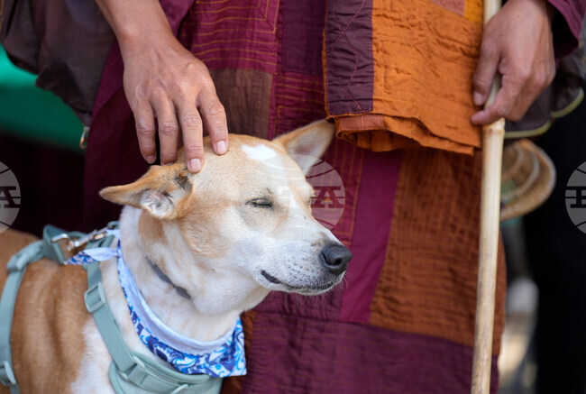 Monks Walk for Peace Accident