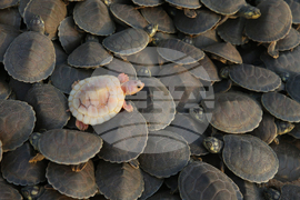 APTOPIX Brazil Turtles Released