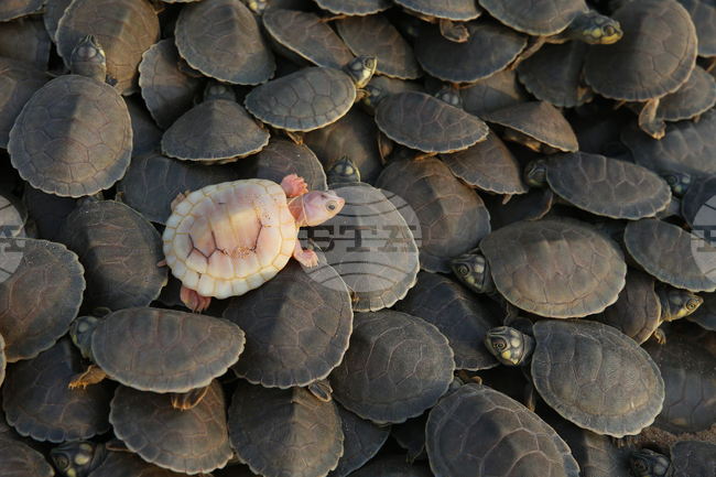 APTOPIX Brazil Turtles Released