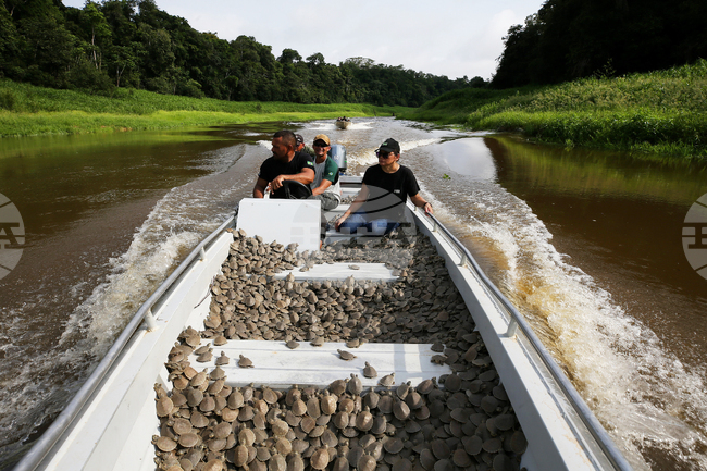 Brazil Turtles Released