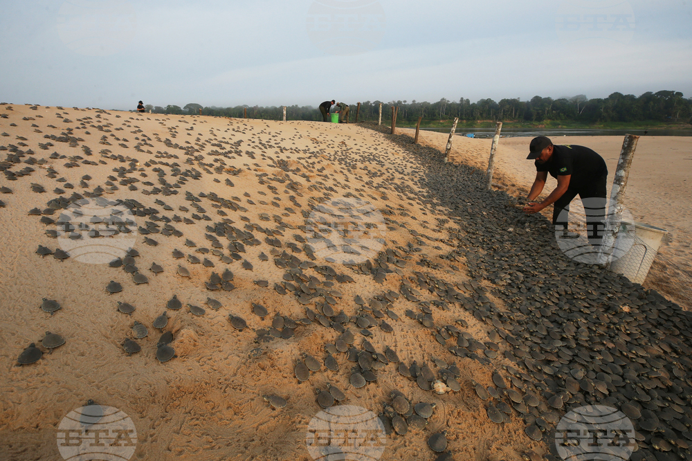 Brazil Turtles Released