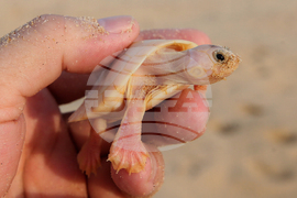 Brazil Turtles Released
