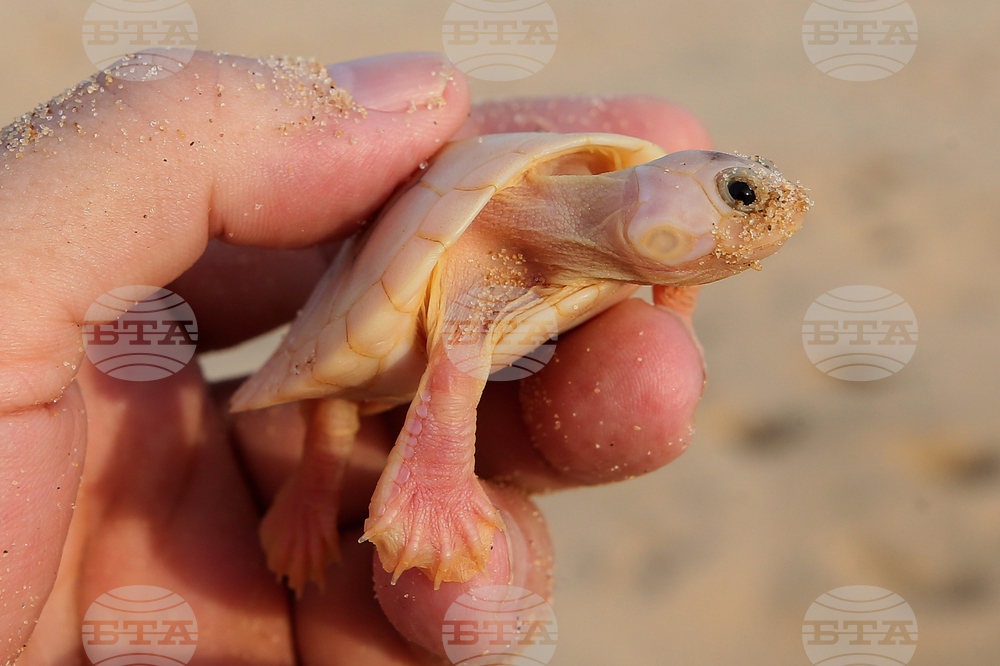 Brazil Turtles Released