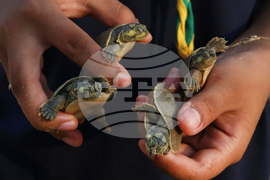 Brazil Turtles Released
