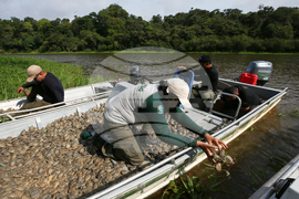 Brazil Turtles Released
