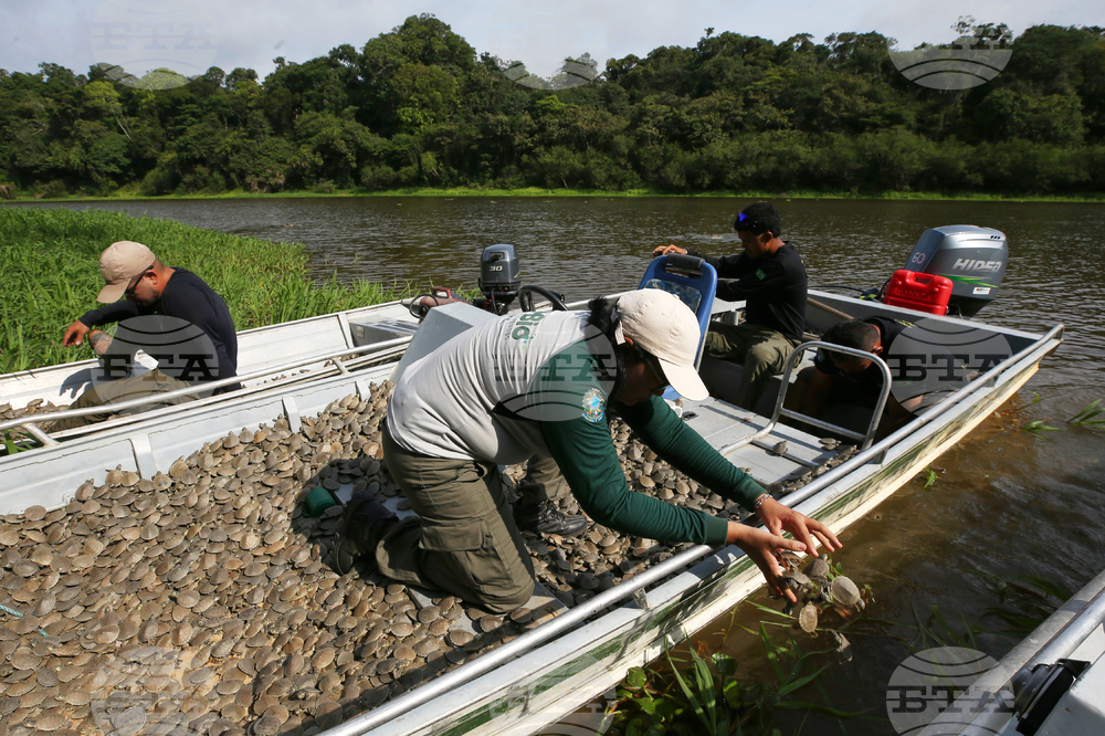 Brazil Turtles Released