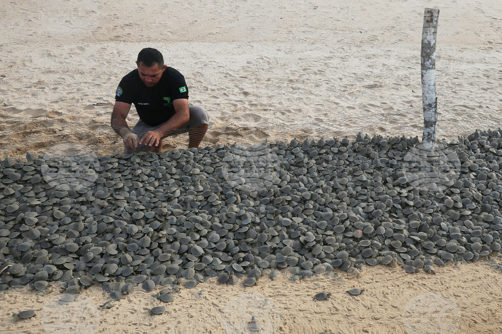 Brazil Turtles Released