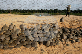 Brazil Turtles Released