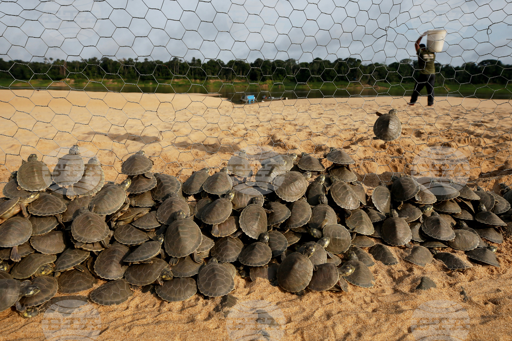 Brazil Turtles Released