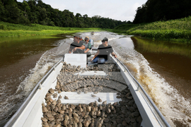 Brazil Turtles Released