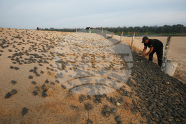 Brazil Turtles Released