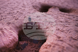 Brazil Turtles Released