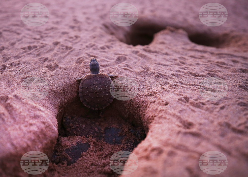 Brazil Turtles Released
