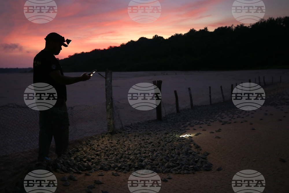 Brazil Turtles Released