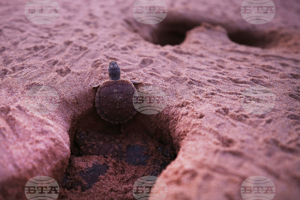 Brazil Turtles Released