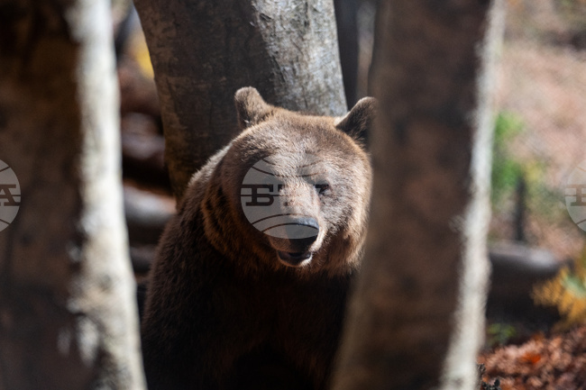 Популацията на мечките в Пиренеите продължава да се увеличава, но обеднява генетично, показва доклад