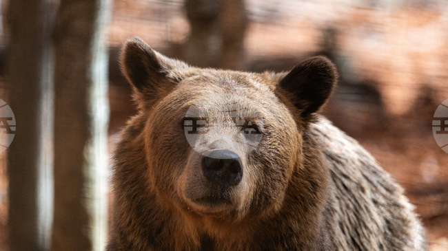 Символът за „мечка" е избран за йероглиф на 2025 година в Япония