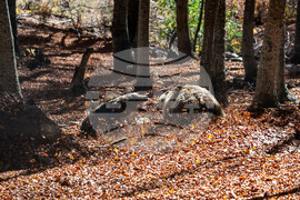 APTOPIX Greece Wild Animals