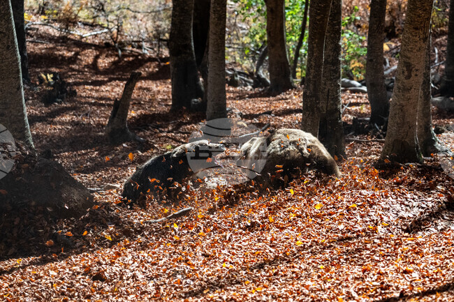 APTOPIX Greece Wild Animals