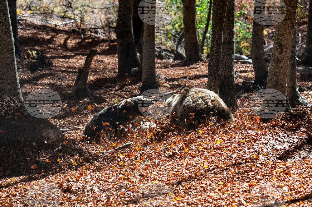 APTOPIX Greece Wild Animals