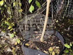 Търговище - наркотици - ОДМВР